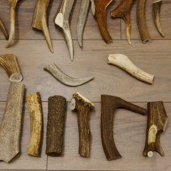 30 x Geweihteilen Stangen Damhirschstangen abgesägt Gewicht 4,8 kg Hirsch Konvolut