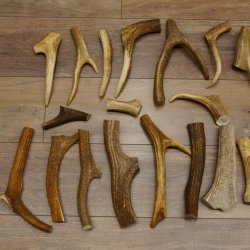 30 x Geweihteilen Stangen Damhirschstangen abgesägt Gewicht 4,8 kg Hirsch Konvolut