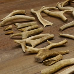 65 x Geweihteilen Hirschteile Stangen abgesägt Gewicht 5,1 kg Hirsch Konvolut
