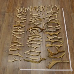 65 x Geweihteilen Hirschteile Stangen abgesägt Gewicht 5,1 kg Hirsch Konvolut