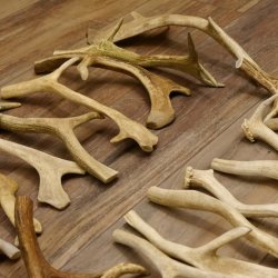 65 x Geweihteilen Hirschteile Stangen abgesägt Gewicht 5,1 kg Hirsch Konvolut