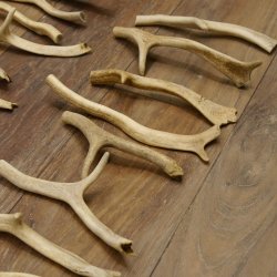 65 x Geweihteilen Hirschteile Stangen abgesägt Gewicht 5,1 kg Hirsch Konvolut