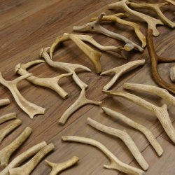 65 x Geweihteilen Hirschteile Stangen abgesägt Gewicht 5,1 kg Hirsch Konvolut