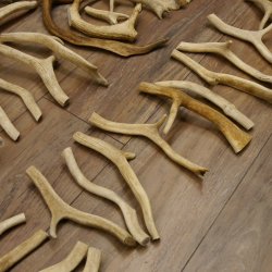 65 x Geweihteilen Hirschteile Stangen abgesägt Gewicht 5,1 kg Hirsch Konvolut