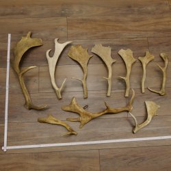 10 x Damhirschstangen Stange Stangen Dam teilweise abgesägt Gewicht 2,7 kg Hirsch Konvolut