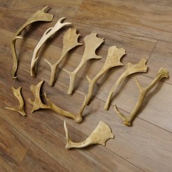 10 x Damhirschstangen Stange Stangen Dam teilweise abgesägt Gewicht 2,7 kg Hirsch Konvolut