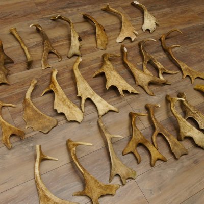 23 x Damhirschstangen Stange Stangen Dam teilweise abgesägt Gewicht 6 kg Hirsch Konvolut