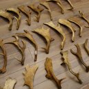23 x Damhirschstangen Stange Stangen Dam teilweise abgesägt Gewicht 6 kg Hirsch Konvolut