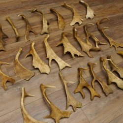 23 x Damhirschstangen Stange Stangen Dam teilweise abgesägt Gewicht 6 kg Hirsch Konvolut