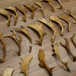 23 x Damhirschstangen Stange Stangen Dam teilweise abgesägt Gewicht 6 kg Hirsch Konvolut