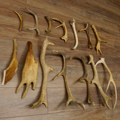 14 x Geweihteilen Hirschteile Stangen abgesägt Gewicht 5,4 kg Hirsch Konvolut