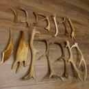 14 x Geweihteilen Hirschteile Stangen abgesägt Gewicht 5,4 kg Hirsch Konvolut