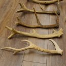 14 x Geweihteilen Hirschteile Stangen abgesägt Gewicht 5,4 kg Hirsch Konvolut