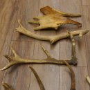 14 x Geweihteilen Hirschteile Stangen abgesägt Gewicht 5,4 kg Hirsch Konvolut