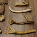 14 x Geweihteilen Hirschteile Stangen abgesägt Gewicht 5,4 kg Hirsch Konvolut