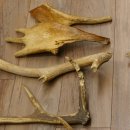 14 x Geweihteilen Hirschteile Stangen abgesägt Gewicht 5,4 kg Hirsch Konvolut