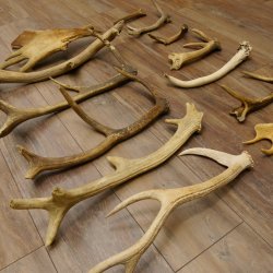 14 x Geweihteilen Hirschteile Stangen abgesägt Gewicht 5,4 kg Hirsch Konvolut