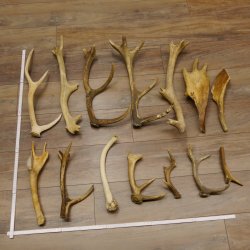 14 x Geweihteilen Hirschteile Stangen abgesägt Gewicht 5,4 kg Hirsch Konvolut