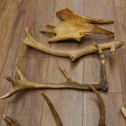 14 x Geweihteilen Hirschteile Stangen abgesägt Gewicht 5,4 kg Hirsch Konvolut