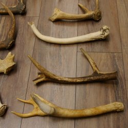 14 x Geweihteilen Hirschteile Stangen abgesägt Gewicht 5,4 kg Hirsch Konvolut