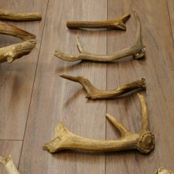 14 x Geweihteilen Hirschteile Stangen abgesägt Gewicht 5,4 kg Hirsch Konvolut