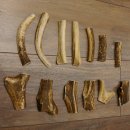 13 x Geweihteilen Hirschteile Gewicht 0,42 kg aufgesägt Hirsch Konvolut