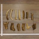13 x Geweihteilen Hirschteile Gewicht 0,42 kg aufgesägt Hirsch Konvolut