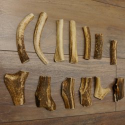 13 x Geweihteilen Hirschteile Gewicht 0,42 kg aufgesägt Hirsch Konvolut