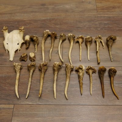 22 x Geweihteilen Hirschteile Gewicht 1,3 kg Schädel Hirsch Konvolut