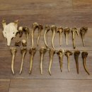 22 x Geweihteilen Hirschteile Gewicht 1,3 kg Schädel Hirsch Konvolut