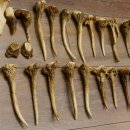 22 x Geweihteilen Hirschteile Gewicht 1,3 kg Schädel Hirsch Konvolut