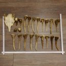 22 x Geweihteilen Hirschteile Gewicht 1,3 kg Schädel Hirsch Konvolut