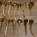 22 x Geweihteilen Hirschteile Gewicht 1,3 kg Schädel Hirsch Konvolut