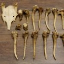 22 x Geweihteilen Hirschteile Gewicht 1,3 kg Schädel Hirsch Konvolut