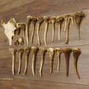 22 x Geweihteilen Hirschteile Gewicht 1,3 kg Schädel Hirsch Konvolut