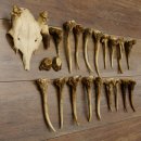 22 x Geweihteilen Hirschteile Gewicht 1,3 kg Schädel Hirsch Konvolut
