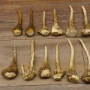 22 x Geweihteilen Hirschteile Gewicht 1,3 kg Schädel Hirsch Konvolut