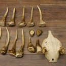 22 x Geweihteilen Hirschteile Gewicht 1,3 kg Schädel Hirsch Konvolut