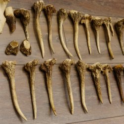 22 x Geweihteilen Hirschteile Gewicht 1,3 kg Schädel Hirsch Konvolut