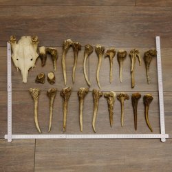 22 x Geweihteilen Hirschteile Gewicht 1,3 kg Schädel Hirsch Konvolut