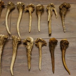 22 x Geweihteilen Hirschteile Gewicht 1,3 kg Schädel Hirsch Konvolut