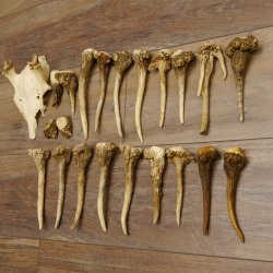 22 x Geweihteilen Hirschteile Gewicht 1,3 kg Schädel Hirsch Konvolut