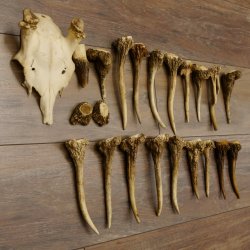 22 x Geweihteilen Hirschteile Gewicht 1,3 kg Schädel Hirsch Konvolut