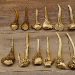 22 x Geweihteilen Hirschteile Gewicht 1,3 kg Schädel Hirsch Konvolut