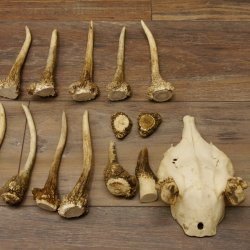 22 x Geweihteilen Hirschteile Gewicht 1,3 kg Schädel Hirsch Konvolut