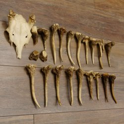 22 x Geweihteilen Hirschteile Gewicht 1,3 kg Schädel Hirsch Konvolut