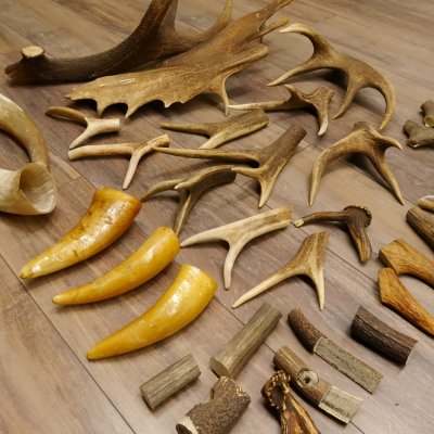 34 x Geweihteilen Hirschteile für Bastler Gewicht 6,8 kg Hirsch Konvolut