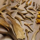 34 x Geweihteilen Hirschteile für Bastler Gewicht 6,8 kg Hirsch Konvolut