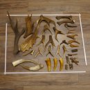 34 x Geweihteilen Hirschteile für Bastler Gewicht 6,8 kg Hirsch Konvolut