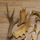 34 x Geweihteilen Hirschteile für Bastler Gewicht 6,8 kg Hirsch Konvolut